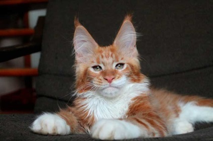 Greutate Maine Coon lunar - tabel, fotografie, tsyfry reală (Maine Coon) Greutate Maine Coon lunar - tabel, fotografie, tsyfry reală