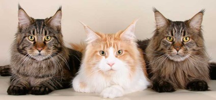 Greutate Maine Coon lunar - tabel, fotografie, tsyfry reală (luni) Greutate Maine Coon lunar - tabel, fotografie, tsyfry reală