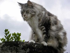 Greutate Maine Coon lunar - tabel, fotografie, tsyfry reală (tabel) Greutate Maine Coon lunar - tabel, fotografie, tsyfry reală