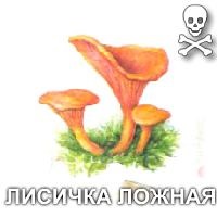 specii fungice (tipuri) tipuri de ciuperci