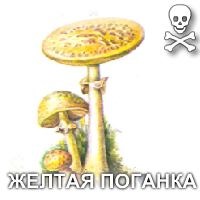specii fungice (tipuri) tipuri de ciuperci