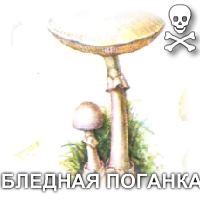 specii fungice (tipuri) tipuri de ciuperci