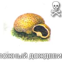 specie fungică (adecvare gătit delicios) tipuri de ciuperci
