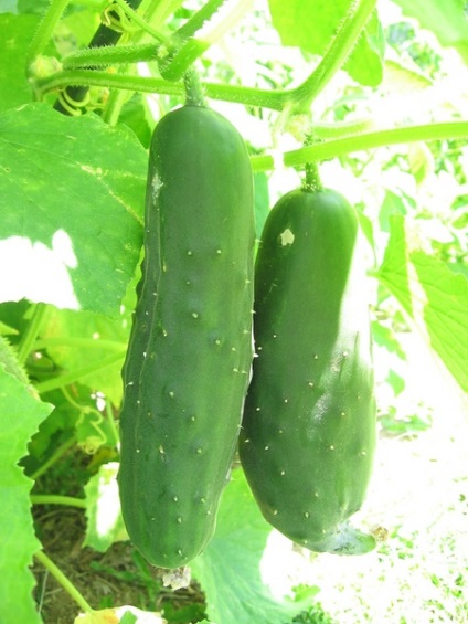 Cultivăm legume pe pervazul ferestrei (pervaz) Cultivăm legume pe un pervaz