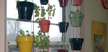 Cultivăm legume pe pervazul ferestrei (pervaz) Cultivăm legume pe un pervaz