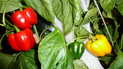 Grow legume pe pervaz (legume) Cultivăm legume pe un pervaz