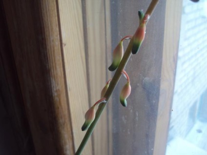 Grow casa suculentele (cactuși copac bani) Suculente cresc casa