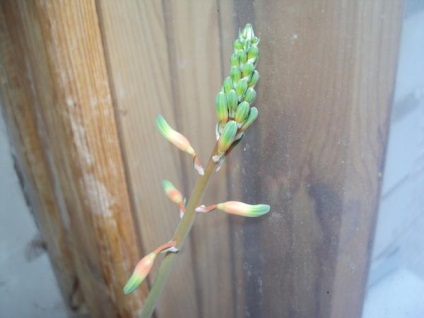 Grow suculentele la domiciliu (acasa) Suculente cresc casa