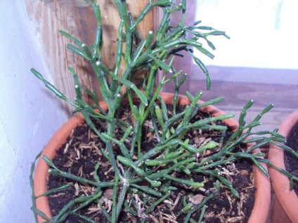 Grow casa suculentele (suculentele) Suculente cresc casa