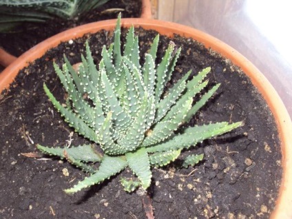 Grow casa suculentele (cactuși copac bani) Suculente cresc casa