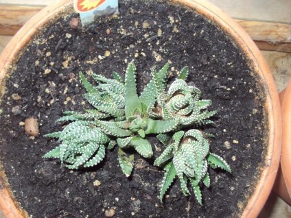 Grow casa suculentele (suculentele) Suculente cresc casa