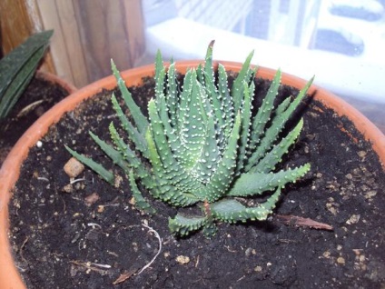 Grow casa suculentele (cactuși copac bani) Suculente cresc casa
