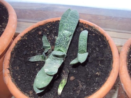 Grow casa suculentele (cactuși copac bani) Suculente cresc casa