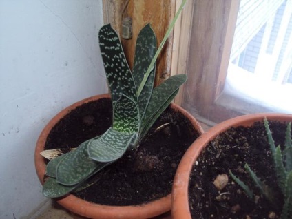 Grow casa suculentele (cactuși copac bani) Suculente cresc casa