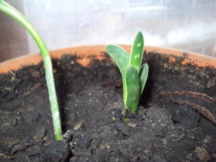 Grow casa suculentele (cactuși copac bani) Suculente cresc casa