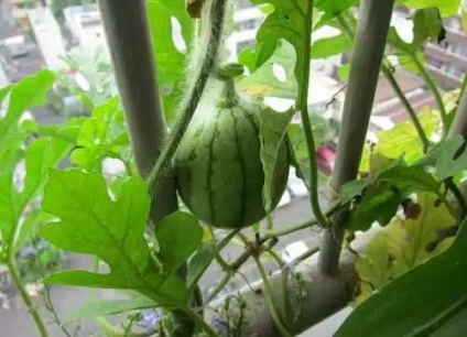 Cultivarea pepene verde pe pervazul ferestrei - cultivarea plantelor (timpurie de maturare fructoase intră) Cultivarea pepene verde pe pervazul ferestrei - creșterea plantelor