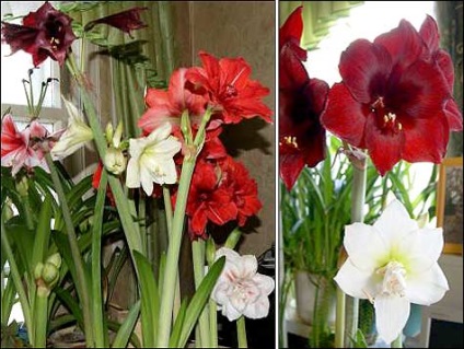 Colectorul de cultivare și propagare sfaturi Hippeastrum