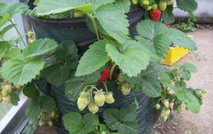 Cultivarea căpșuni paturi verticale (paturi) Cultivarea plantelor de căpșun, în paturi verticale