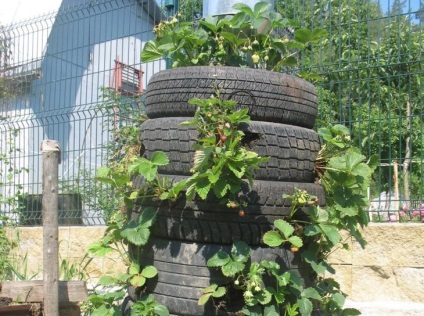 paturi verticale Cultivarea căpșuni (căpșuni) Cultivarea plantelor de căpșun, în paturi verticale