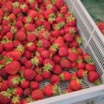 Cultivarea căpșuni în tehnologia de origine pe tot parcursul anului (rotunde) Cultivarea căpșuni în tehnologia de origine pe tot parcursul anului