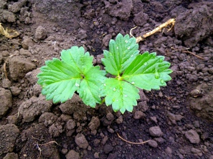 Cultivarea căpșuni în tehnologia de origine pe tot parcursul anului (home) Cultivarea căpșuni în tehnologia de origine pe tot parcursul anului