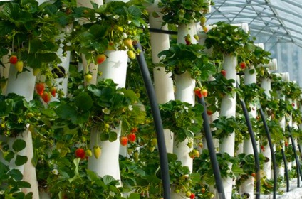 Cultivarea căpșuni în tehnologia de origine pe tot parcursul anului (IT) Cultivarea căpșuni în tehnologia de origine pe tot parcursul anului