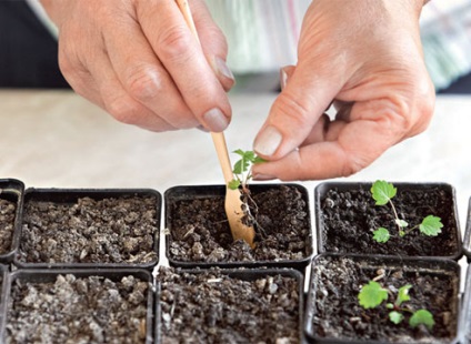 Cultivarea căpșuni în tehnologia de origine pe tot parcursul anului (home) Cultivarea căpșuni în tehnologia de origine pe tot parcursul anului