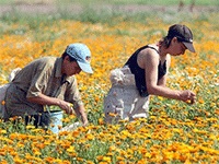 Cultivarea de plante medicinale ca o afacere