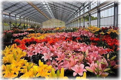 Cultivarea plantare crini și de îngrijire într-un teren deschis în toamnă și primăvară (plantare) Cultivarea de plantare crini și de îngrijire într-un teren deschis în toamna și primăvara