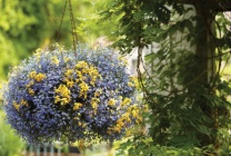 Cultivarea lobeline în țară (60 imagini) din sămânță când plantate, răsaduri, plantare, irigare, fertilizare, (semințe) Cultivarea lobeline în țară (60 imagini) din semințele când plantate, răsaduri, plantare, irigare, fertilizare,