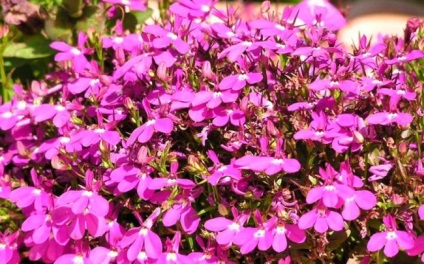 Cultivarea lobeline în țară (60 imagini) din sămânță când plantate, răsaduri, plantare, irigare, fertilizare, (foto) Cultivarea lobeline în țară (60 imagini) din semințele când plantate, răsaduri, plantare, irigare, fertilizare,