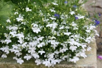 Cultivarea lobeline în țară (60 imagini) din sămânță când plantate, răsaduri, plantare, irigare, fertilizare, (puieți) Cultivarea lobeline în țară (60 imagini) din semințele când plantate, răsaduri, plantare, irigare, fertilizare,