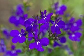 Cultivarea lobeline în țară (60 imagini) din sămânță când plantate, răsaduri, plantare, irigare, fertilizare, (puieți) Cultivarea lobeline în țară (60 imagini) din semințele când plantate, răsaduri, plantare, irigare, fertilizare,