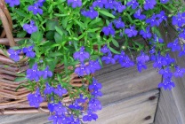 Cultivarea lobeline în țară (60 imagini) din sămânță când plantate, răsaduri, plantare, irigare, fertilizare, (semințe) Cultivarea lobeline în țară (60 imagini) din semințele când plantate, răsaduri, plantare, irigare, fertilizare,