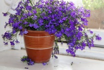 Cultivarea Lobelia în țară (60 fotografii) din semințe, atunci când pentru a planta, răsaduri, plantare, udare, fertilizare, (în creștere) Cultivarea lobeline în țară (60 imagini) din semințele când plantate, răsaduri, plantare, irigare, fertilizare,