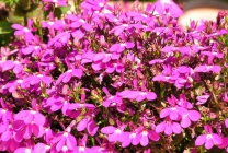 Cultivarea lobeline în țară (60 imagini) din sămânță când plantate, răsaduri, plantare, irigare, fertilizare, (da) Cultivarea lobeline în țară (60 imagini) din semințele când plantate, răsaduri, plantare, irigare, fertilizare,