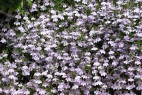 Cultivarea lobeline în țară (60 imagini) din sămânță când plantate, răsaduri, plantare, irigare, fertilizare, (da) Cultivarea lobeline în țară (60 imagini) din semințele când plantate, răsaduri, plantare, irigare, fertilizare,