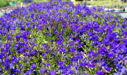 Cultivarea Lobelia în țară (60 fotografii) din semințe, atunci când pentru a planta, răsaduri, plantare, udare, fertilizare, (în creștere) Cultivarea lobeline în țară (60 imagini) din semințele când plantate, răsaduri, plantare, irigare, fertilizare,