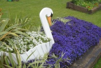Cultivarea lobeline în țară (60 imagini) din sămânță când plantate, răsaduri, plantare, irigare, fertilizare, (foto) Cultivarea lobeline în țară (60 imagini) din semințele când plantate, răsaduri, plantare, irigare, fertilizare,