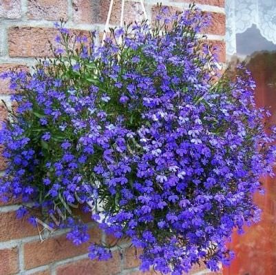Cultivarea lobeline în țară (60 imagini) din sămânță când plantate, răsaduri, plantare, irigare, fertilizare, (lobeline) Cultivarea lobeline în țară (60 imagini) din semințele când plantate, răsaduri, plantare, irigare, fertilizare,