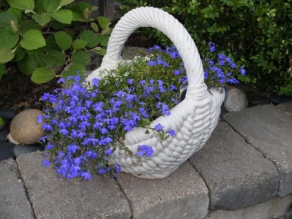 Cultivarea lobeline în țară (60 imagini) din sămânță când plantate, răsaduri, plantare, irigare, fertilizare, (semințe) Cultivarea lobeline în țară (60 imagini) din semințele când plantate, răsaduri, plantare, irigare, fertilizare,