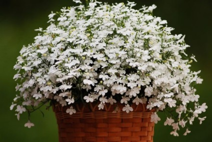 Cultivarea Lobelia în țară (60 fotografii) din semințe, atunci când pentru a planta, răsaduri, plantare, udare, fertilizare, (în creștere) Cultivarea lobeline în țară (60 imagini) din semințele când plantate, răsaduri, plantare, irigare, fertilizare,