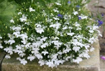 Cultivarea lobeline în țară (60 imagini) din sămânță când plantate, răsaduri, plantare, irigare, fertilizare, (lobeline) Cultivarea lobeline în țară (60 imagini) din semințele când plantate, răsaduri, plantare, irigare, fertilizare,