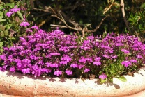 Cultivarea lobeline în țară (60 imagini) din sămânță când plantate, răsaduri, plantare, irigare, fertilizare, (semințe) Cultivarea lobeline în țară (60 imagini) din semințele când plantate, răsaduri, plantare, irigare, fertilizare,