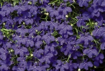 Cultivarea Lobelia în țară (60 fotografii) din semințe, atunci când pentru a planta, răsaduri, plantare, udare, fertilizare, (în creștere) Cultivarea lobeline în țară (60 imagini) din semințele când plantate, răsaduri, plantare, irigare, fertilizare,