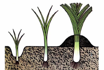 Cultivarea prazul în zonele cu climă rece (în creștere praz) Cultivarea prazul în zonele cu climă rece