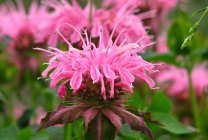Cultivarea Monarda (50 fotografii) din soiuri de semințe, plantare, udare, fertilizare, îngrijire (grad) Cultivarea Monarda (50 fotografii) din soiuri de semințe, plantare, udare, fertilizare, îngrijire