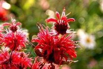 Cultivarea Monarda (50 fotografii) din soiuri de semințe, de plantare, udare, fertilizare, îngrijire (Monarda) Cultivarea Monarda (50 fotografii) din soiuri de semințe, plantare, udare, fertilizare, îngrijire