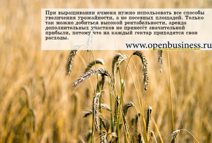 cultivarea orzului ca afacere (cultivarea orz) cultivarea orzului ca o afacere