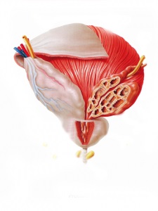 prostatită virale (virale) prostatita virale